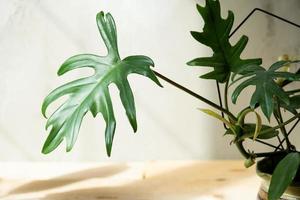 Philodendron Mayo im Inneren des Hauses. geschnitzte Blätter einer Zimmerpflanze in einem Topf. Pflege und Anbau tropischer Pflanzen, Gewächshaus foto