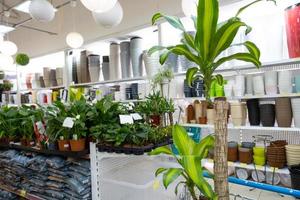 Topfpflanzen in einem Blumenladenwagen - Kauf von heimischen Pflanzen zur Anzucht und Pflege, als Geschenk foto