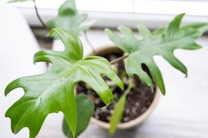 Philodendron Mayo im Inneren des Hauses. geschnitzte Blätter einer Zimmerpflanze in einem Topf. Pflege und Anbau tropischer Pflanzen, Gewächshaus foto