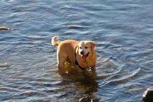 Hund spielt und badet in den frühen Morgenstunden im Meer. foto