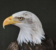 ein Blick auf einen Weißkopfseeadler foto