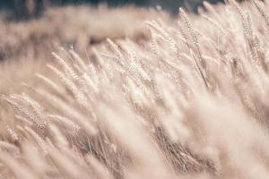 gelbgoldenes Schilf im Feld. heller natürlicher hintergrund mit sonnenuntergang. Selektiver weicher Fokus von trockenem Gras, Schilf, das bei goldenem Sonnenuntergangslicht im Wind weht foto