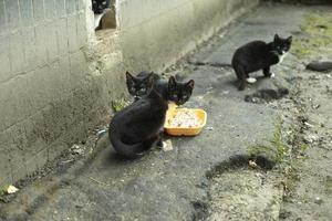 streunende katzen sind schwarz. Katzen im Hof. foto