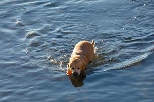 Hund spielt und badet in den frühen Morgenstunden im Meer. foto