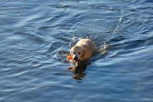 Hund spielt und badet in den frühen Morgenstunden im Meer. foto