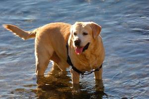 Hund spielt und badet in den frühen Morgenstunden im Meer. foto