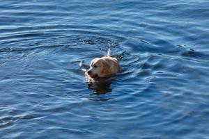 Hund spielt und badet in den frühen Morgenstunden im Meer. foto