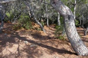 Küste mit Felsen und blauem Meer voller Bäume, die fast bis zum Meer reichen. foto