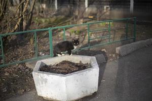 Katze auf der Straße. streunende Katze im Blumenbeet. Tier ohne Besitzer. foto