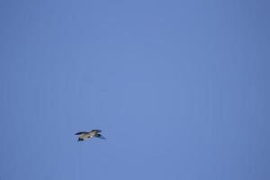 Krähe im Himmel. Vogel im Flug. foto