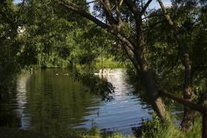 grünes Seeufer im Park. See im Sommer. schöner Ort für Sommerferien. foto