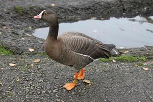 ein Blick auf eine Gans in freier Wildbahn foto