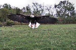 ein Blick auf einen Weißkopfseeadler foto