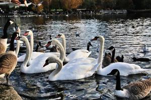 Blick auf einen Höckerschwan foto