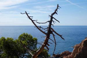 Küste mit Felsen und blauem Meer voller Bäume, die fast bis zum Meer reichen. foto