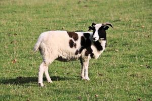 eine Nahaufnahme von einem Schaf in der Landschaft von Cheshire foto