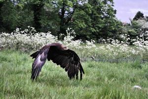 ein Blick auf einen Steppenadler im Flug foto