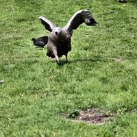 ein Blick auf eine Cape Barren Gans foto