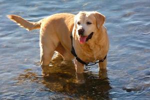 Hund spielt und badet in den frühen Morgenstunden im Meer. foto