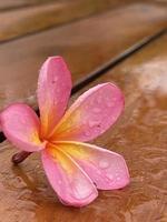 schöne Frangipani-Blume foto