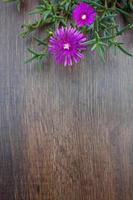 Lampranthus, Eispflanzenblumen auf Holzhintergrund foto