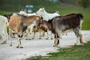 schöne und glückliche ziege, die auf der grünen ebene weiden lässt. foto