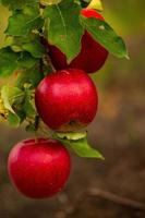 frische Äpfel aus dem Obstgarten. apfelernte aus dem obstgarten in der republik moldawien. foto