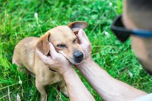 Besitzer, der das Gesicht des Hundes mit großer Liebe und Sorgfalt in den Händen hält. foto