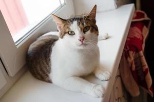 Die entzückende weiße Tabby-Katze mit grünen Augen sitzt in der Nähe des Fensters und schaut in die Kamera, Draufsicht. foto