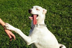 süßer weißer hund hält seinen besitzer zur hand. foto