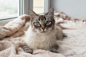 schöne pelzige katze von seal lynx point farbe mit blauen augen liegt auf einer rosa decke in der nähe des fensters. foto