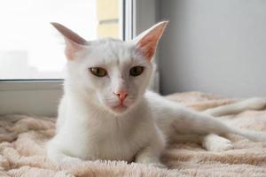 Adorable weiße Katze mit grünen Augen auf einer rosa Decke in der Nähe des Fensters schaut in die Kamera, Vorderansicht. foto