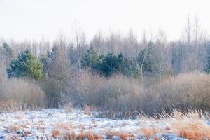 gefrorener Winterwald mit schneebedeckten Bäumen. foto