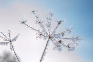 gefrorenes Gras. abstrakter Hintergrund des Winters. Landschaft. foto