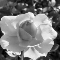 Strauß Wildblumen stachelige Rose blüht im Garten foto
