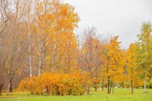 natürlicher Herbstblick auf Bäume mit gelb-orangefarbenem Blatt im Wald oder Park. Bäume mit buntem Laub während der Herbstsaison. inspirierende natur im oktober oder september. wechsel der jahreszeiten konzept. foto