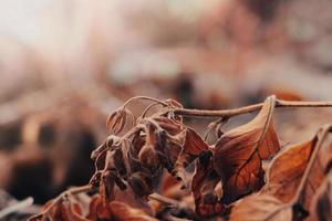 Hintergrund aus Herbstlaub. erste Fröste. trockene Blätter im Rauhreif am frühen Morgen. Plakat für den Innenraum. foto