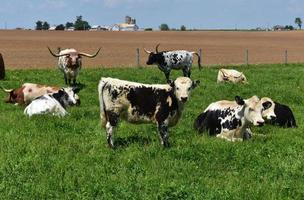 fantastischer Bauernhof an einem Frühlingstag mit Kühen foto