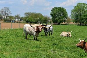 schöner Bauernhof mit Vieh an einem Frühlingstag foto