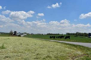 Kuhherde weidet neben einer Straße im Ackerland foto