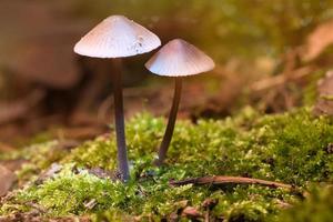 zwei filigrane kleine Pilze auf Moos mit Lichtfleck im Wald. Waldboden foto