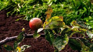 wilder Apfel, Herbstfotografie foto