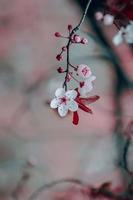 schöne kirschblütenblume im frühling foto