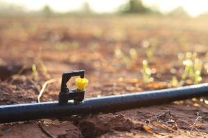 Mini-Sprinklerköpfe im Garten reduzieren Trockenheit. foto