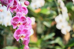 schöne Phalaenopsis-Orchideenblume, die im Blumenhintergrund des Gartens blüht foto