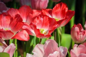 frische rote tulpen blühen im garten foto