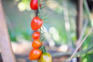 Frische rote reife Tomaten, die an der Weinpflanze hängen, die im Gewächshausgarten wächst foto