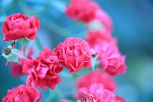 Schöne rote Rosen blühen im Garten foto