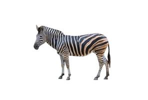 Zebra isoliert auf weißem Hintergrund foto