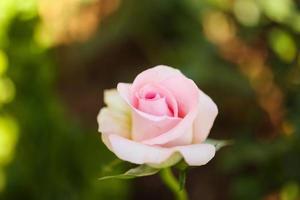 schöne bunte rosa rosen blühen im garten foto